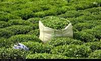 دوره آموزشی" فرآوری و تکنولوژی چای "